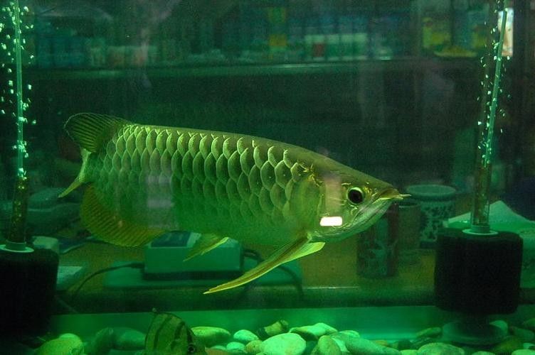 嘉興哪個(gè)水族館龍魚(yú)好？祥龍魚(yú)場(chǎng)龍魚(yú)（嘉興祥龍魚(yú)場(chǎng)的龍魚(yú)養(yǎng)殖方式是什么祥龍魚(yú)場(chǎng)的具體聯(lián)系方式） 嘉興哪個(gè)水族館龍魚(yú)好？祥龍魚(yú)場(chǎng)龍魚(yú)（嘉興祥龍魚(yú)場(chǎng)的龍魚(yú)養(yǎng)殖方式是什么祥龍魚(yú)場(chǎng)的具體聯(lián)系方式） 龍魚(yú)百科 第3張