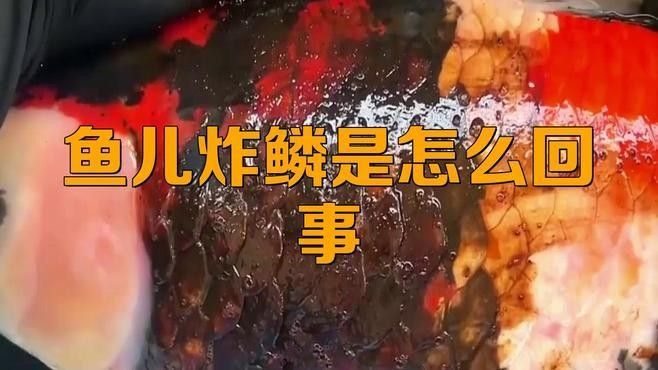 紅龍魚炸鱗病會傳染嗎？（紅龍魚炸鱗病會傳染給其他魚嗎？）