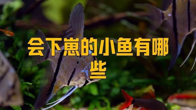 哪些魚種可以自然產(chǎn)卵？（探討自然產(chǎn)卵的魚類種類）