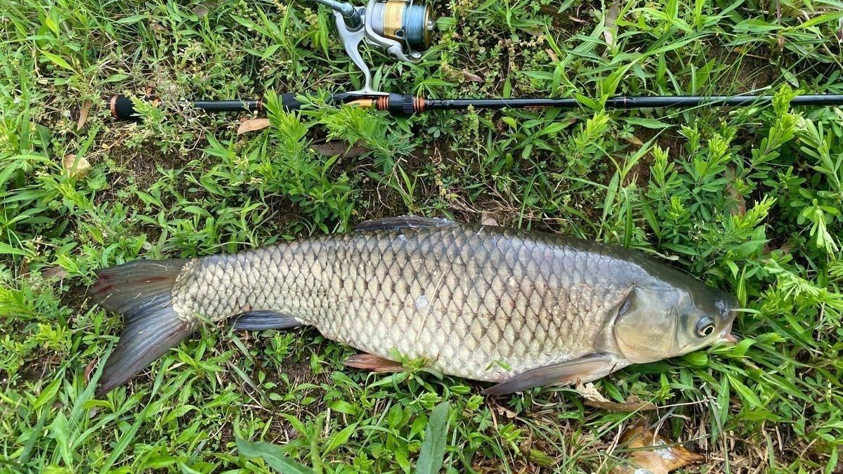 哪些魚種可以自然產(chǎn)卵？（探討自然產(chǎn)卵的魚類種類）