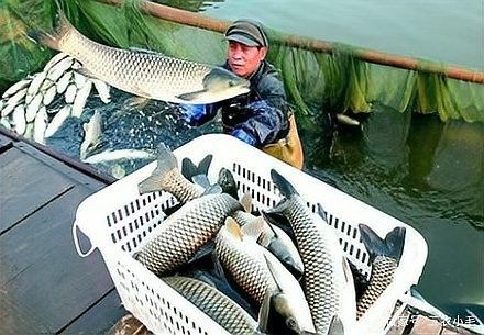 紅龍魚白膜治療期間需要喂什么食物？，紅龍魚白膜治療期間喂食的食物應該以易消化、營養豐富為主