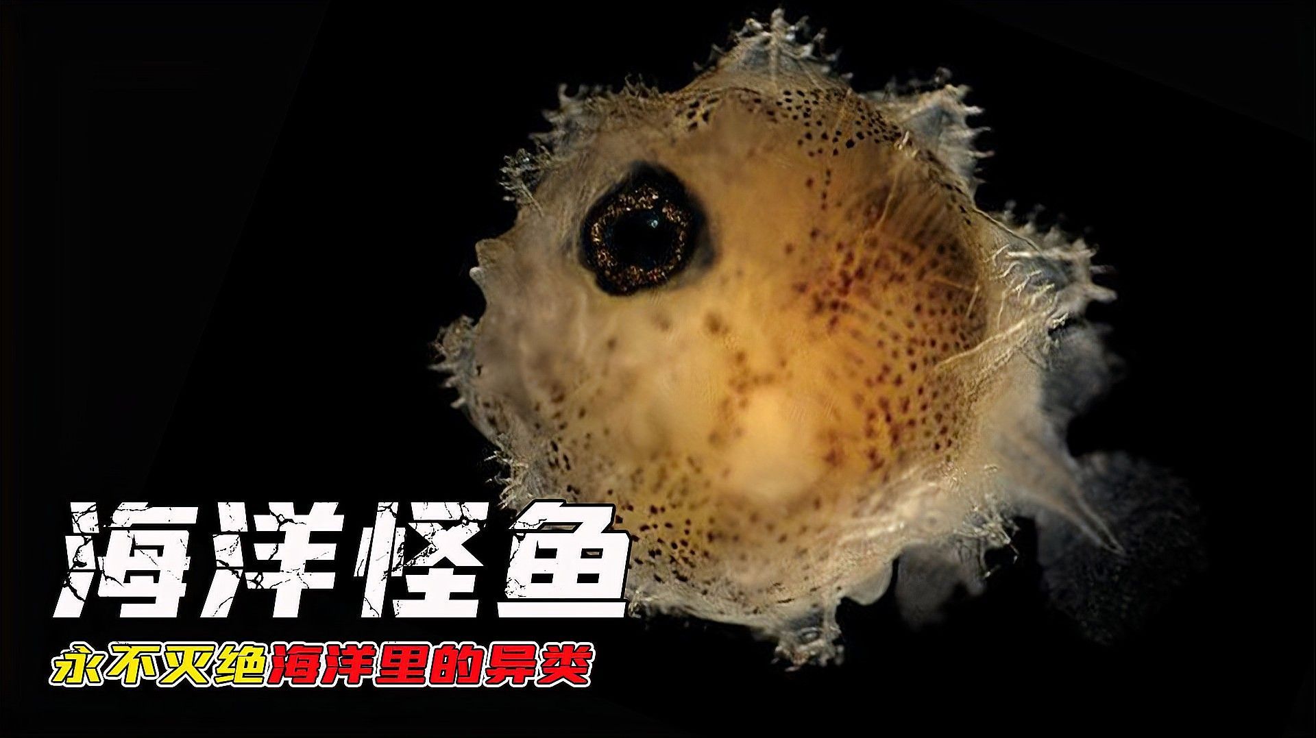哪些魚種可以自然產(chǎn)卵？（探討自然產(chǎn)卵的魚類種類）