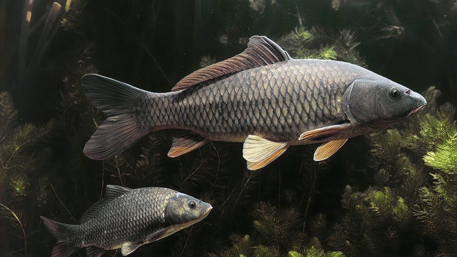 哪些魚種可以自然產(chǎn)卵？（探討自然產(chǎn)卵的魚類種類）
