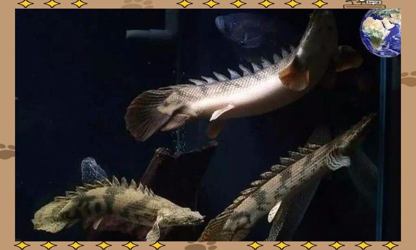 給我一些高清的虎斑恐龍魚圖片(廣東男子釣獲“遠古恐龍魚”,背鰭銳利似劍龍!網友:值好幾百!) 龍魚百科 第3張 給我一些高清的虎斑恐龍魚圖片(廣東男子釣獲“遠古恐龍魚”,背鰭銳利似劍龍!網友:值好幾百!) 給我一些高清的虎斑恐龍魚圖片(廣東男子釣獲“遠古恐龍魚”,背鰭銳利似劍龍!網友:值好幾百!) 龍魚百科 第3張