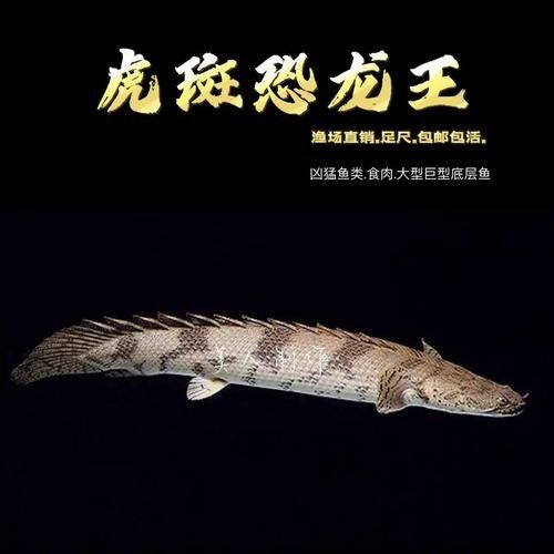 給我一些高清的虎斑恐龍魚圖片(廣東男子釣獲“遠古恐龍魚”,背鰭銳利似劍龍!網友:值好幾百!) 龍魚百科 第13張 給我一些高清的虎斑恐龍魚圖片(廣東男子釣獲“遠古恐龍魚”,背鰭銳利似劍龍!網友:值好幾百!) 給我一些高清的虎斑恐龍魚圖片(廣東男子釣獲“遠古恐龍魚”,背鰭銳利似劍龍!網友:值好幾百!) 龍魚百科 第13張