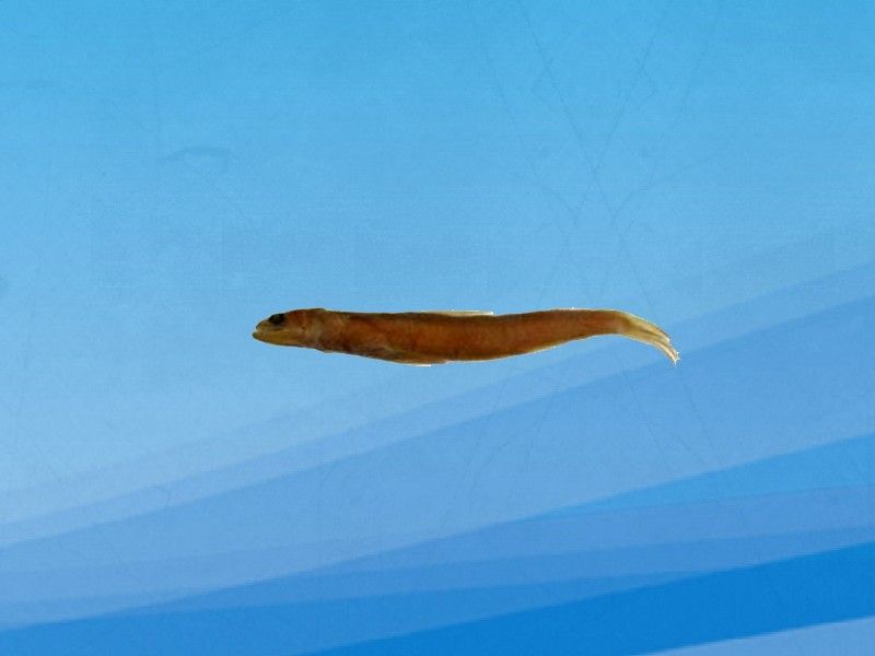 過山龍魚和管唇魚有何區(qū)別（農(nóng)村山路邊發(fā)現(xiàn)10米長“過山龍”,很多人沒見過,拍給大家看看鄉(xiāng)村凱迪） 過山龍魚和管唇魚有何區(qū)別（農(nóng)村山路邊發(fā)現(xiàn)10米長“過山龍”,很多人沒見過,拍給大家看看鄉(xiāng)村凱迪） 龍魚百科 第1張