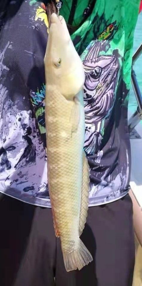 過山龍魚和管唇魚有何區(qū)別（農(nóng)村山路邊發(fā)現(xiàn)10米長“過山龍”,很多人沒見過,拍給大家看看鄉(xiāng)村凱迪） 過山龍魚和管唇魚有何區(qū)別（農(nóng)村山路邊發(fā)現(xiàn)10米長“過山龍”,很多人沒見過,拍給大家看看鄉(xiāng)村凱迪） 龍魚百科 第10張