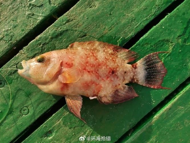 過山龍魚和管唇魚有何區(qū)別（農(nóng)村山路邊發(fā)現(xiàn)10米長“過山龍”,很多人沒見過,拍給大家看看鄉(xiāng)村凱迪） 過山龍魚和管唇魚有何區(qū)別（農(nóng)村山路邊發(fā)現(xiàn)10米長“過山龍”,很多人沒見過,拍給大家看看鄉(xiāng)村凱迪） 龍魚百科 第7張