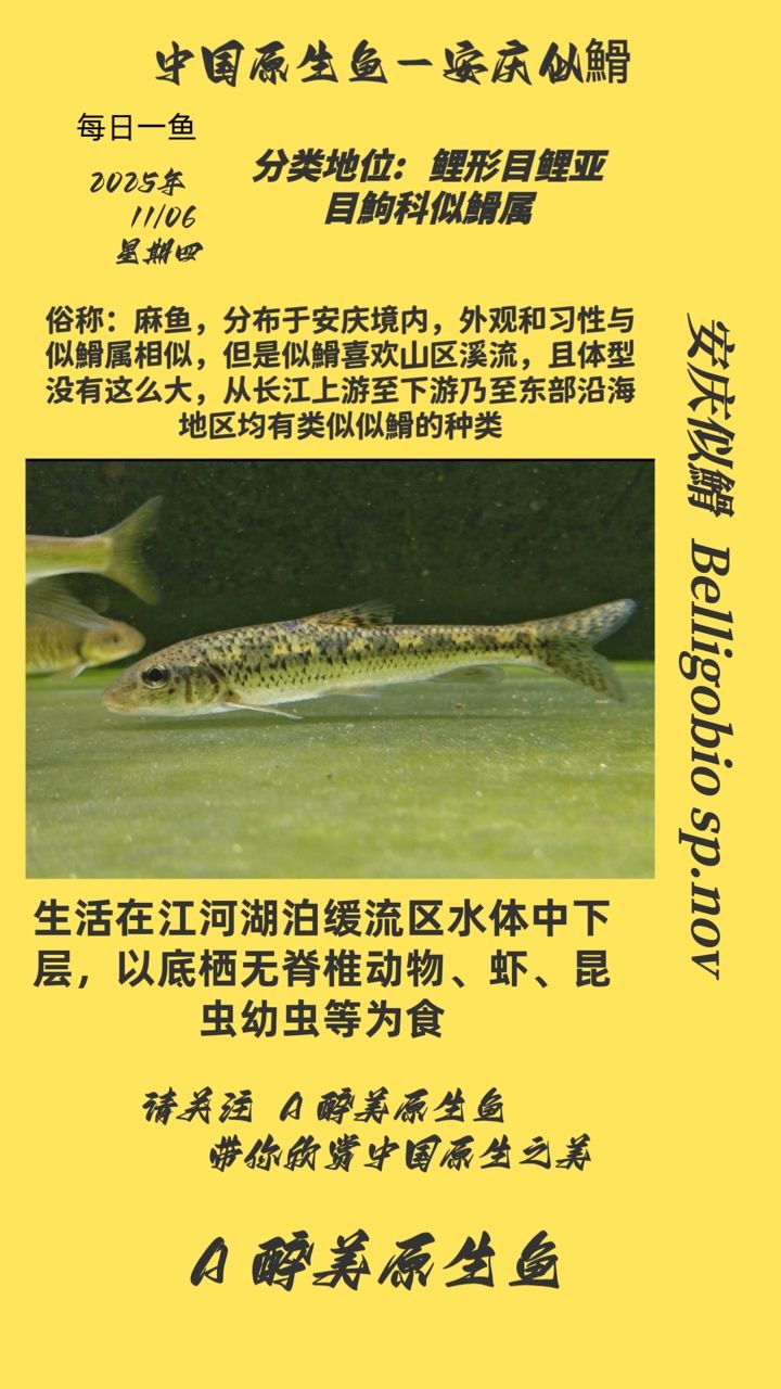 安慶似?（安慶似?，本文旨在探討安慶地區特有的魚類—似?的生態習性）