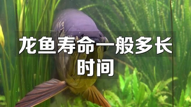 藍龍魚壽命有多長（藍龍魚的壽命有多長） 藍龍魚壽命有多長（藍龍魚的壽命有多長） 龍魚百科 第1張