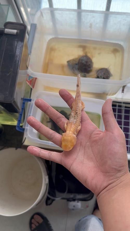 如何區分金色六角龍魚的品質（如何鑒別金色六角龍魚）