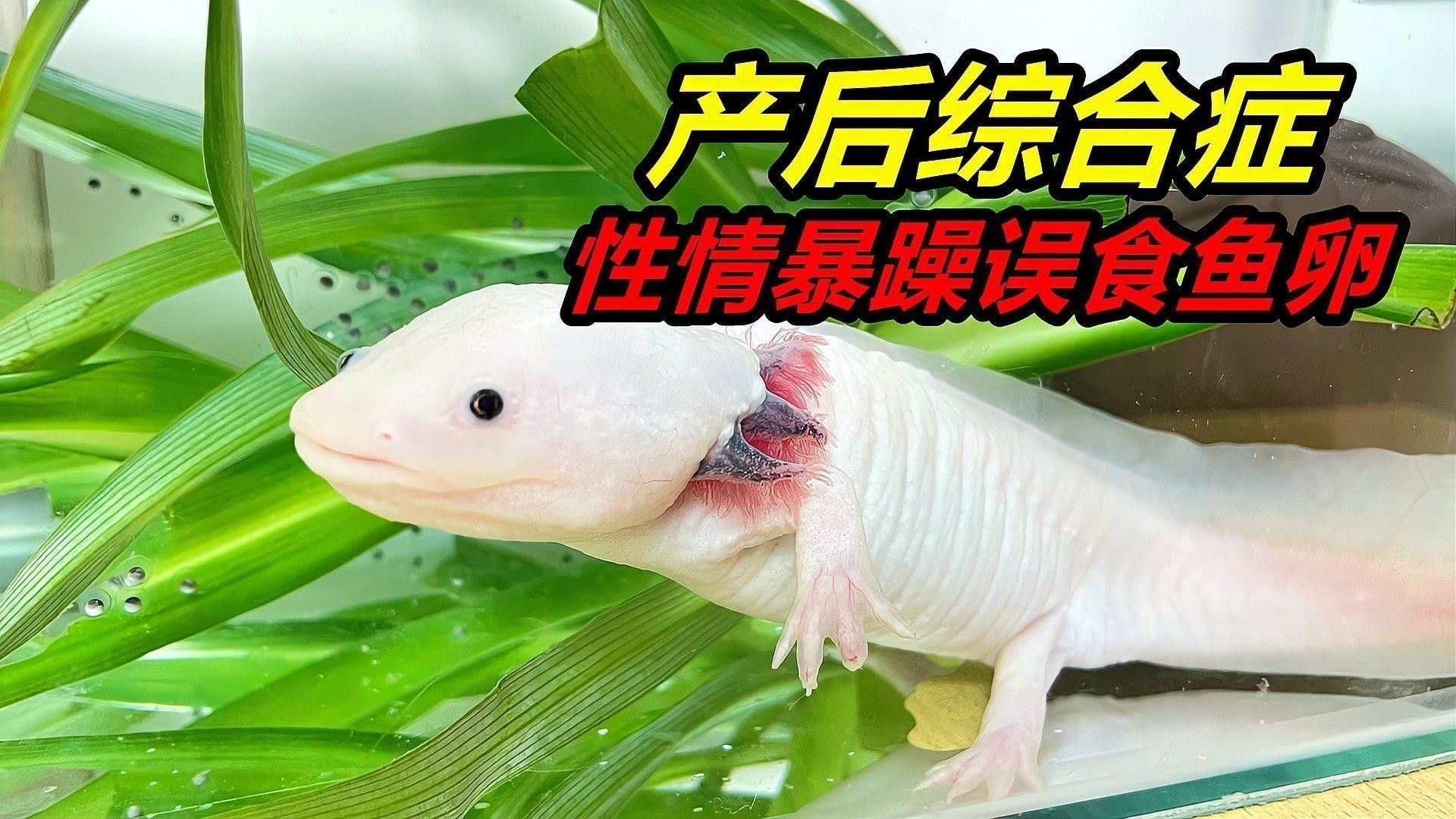 如何區分金色六角龍魚的品質（如何鑒別金色六角龍魚）