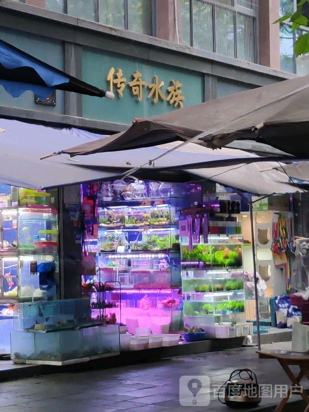 錦江哪個水族館龍魚好？祥龍魚場龍魚（廣州龍魚祥龍魚場·進口元寶鳳凰魚場）