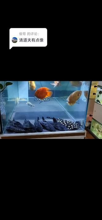 鐵甲武士魚混養案例分享（鐵甲武士混養案例分享）