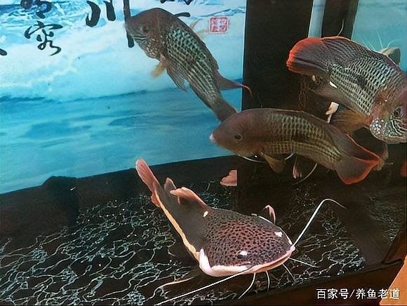鐵甲武士魚混養案例分享（鐵甲武士混養案例分享）