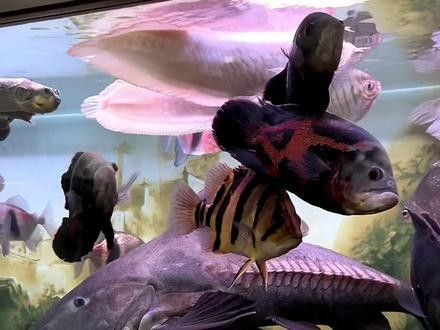 鐵甲武士魚混養案例分享（鐵甲武士混養案例分享）