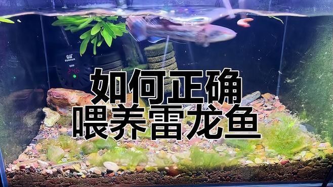 如何控制雷龍魚訓練時的溫差？（如何控制雷龍魚訓練時溫差） 如何控制雷龍魚訓練時的溫差？（如何控制雷龍魚訓練時溫差） 龍魚百科 第2張