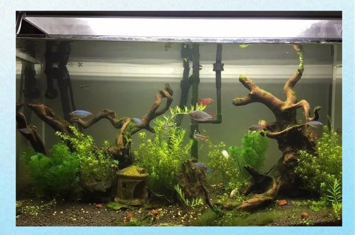哪種沉木適合龍魚缸（適合龍魚缸的幾種沉木類型及其特點及其特點及其特點）
