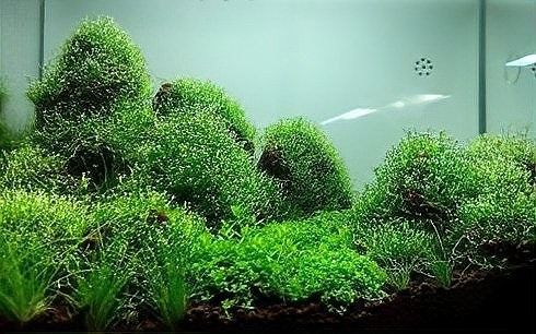哪種沉木適合龍魚缸（適合龍魚缸的幾種沉木類型及其特點及其特點及其特點）