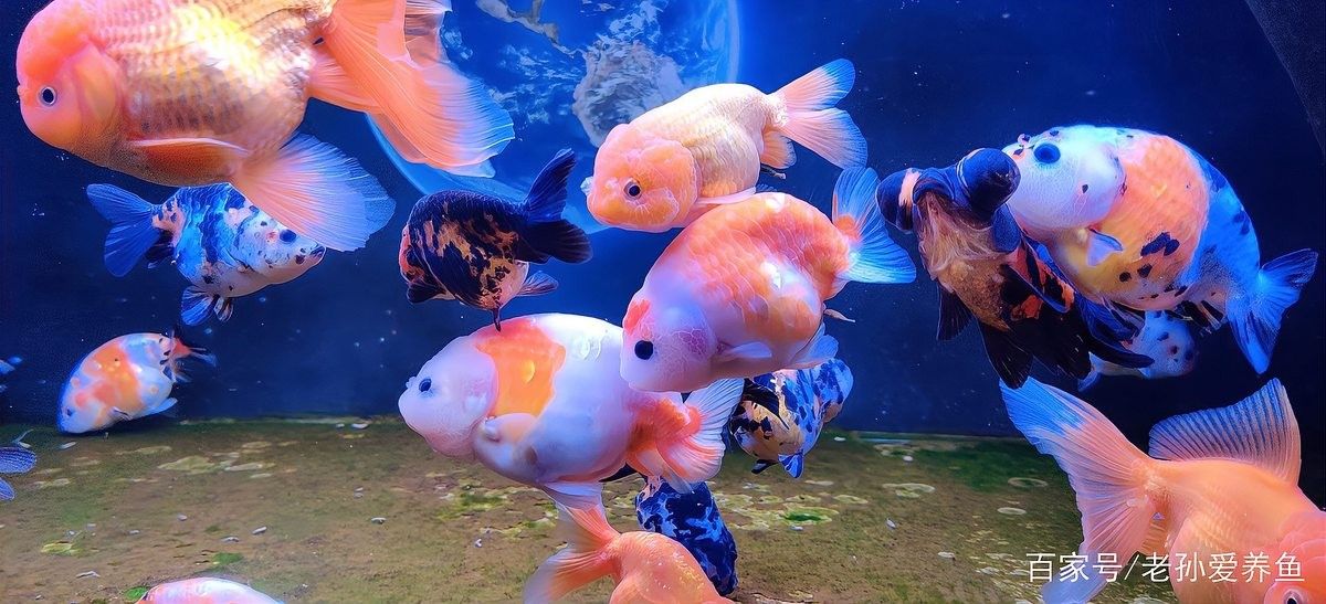 龍魚長期用純凈水會怎樣（純凈水對于龍魚的影響）