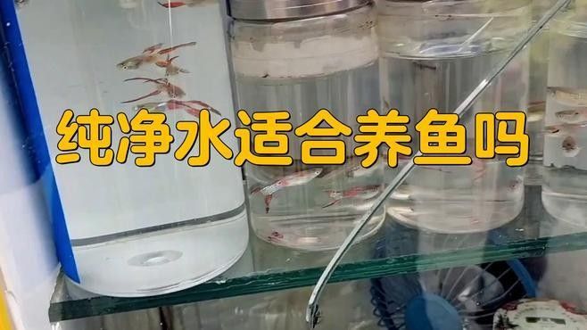 龍魚長期用純凈水會怎樣（純凈水對于龍魚的影響）
