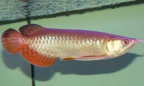 給我一些紅尾金龍魚高清圖片(紅尾金龍魚的高清圖片) 龍魚百科 第4張 給我一些紅尾金龍魚高清圖片(紅尾金龍魚的高清圖片) 給我一些紅尾金龍魚高清圖片(紅尾金龍魚的高清圖片) 龍魚百科 第4張