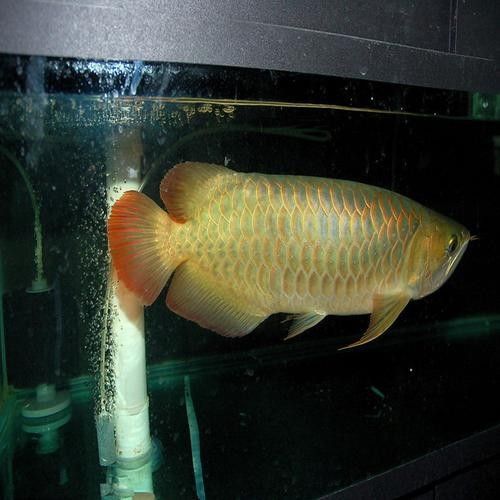給我一些紅尾金龍魚高清圖片(紅尾金龍魚的高清圖片) 龍魚百科 第7張 給我一些紅尾金龍魚高清圖片(紅尾金龍魚的高清圖片) 給我一些紅尾金龍魚高清圖片(紅尾金龍魚的高清圖片) 龍魚百科 第7張