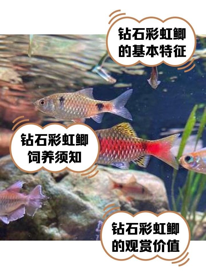 泰國鯽的壽命有多長？（泰國鯽的壽命受到多種因素影響，）