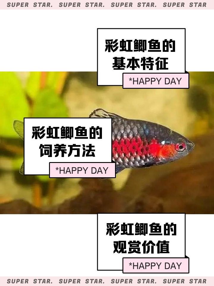 泰國鯽的壽命有多長？（泰國鯽的壽命受到多種因素影響，）