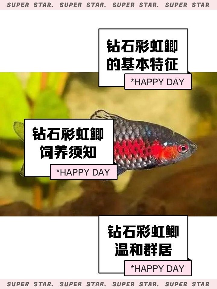 泰國鯽的壽命有多長？（泰國鯽的壽命受到多種因素影響，）