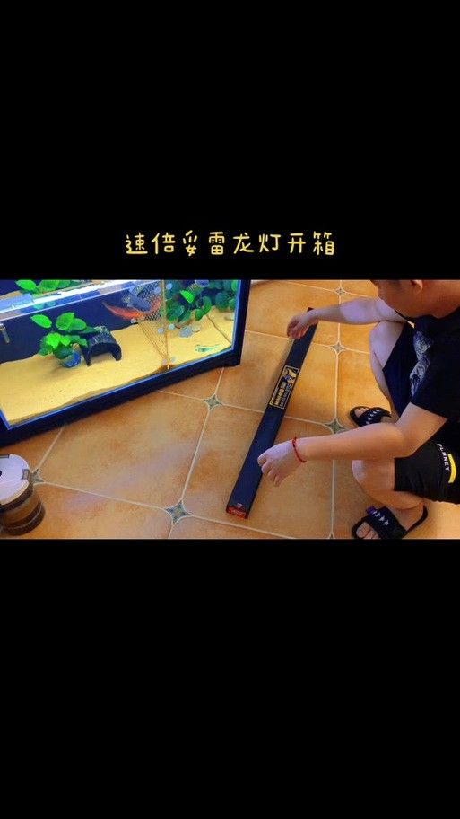 如何設置七彩雷龍魚缸的照明時間（七彩雷龍魚缸的照明時間）
