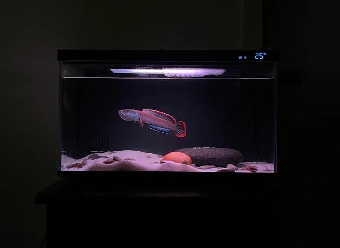 如何設置七彩雷龍魚缸的照明時間（七彩雷龍魚缸的照明時間）