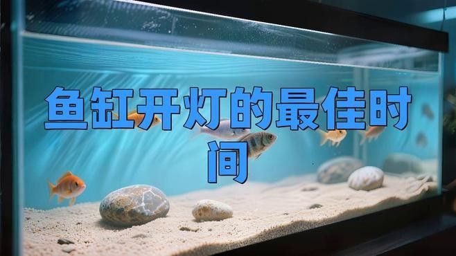 如何設置七彩雷龍魚缸的照明時間（七彩雷龍魚缸的照明時間）
