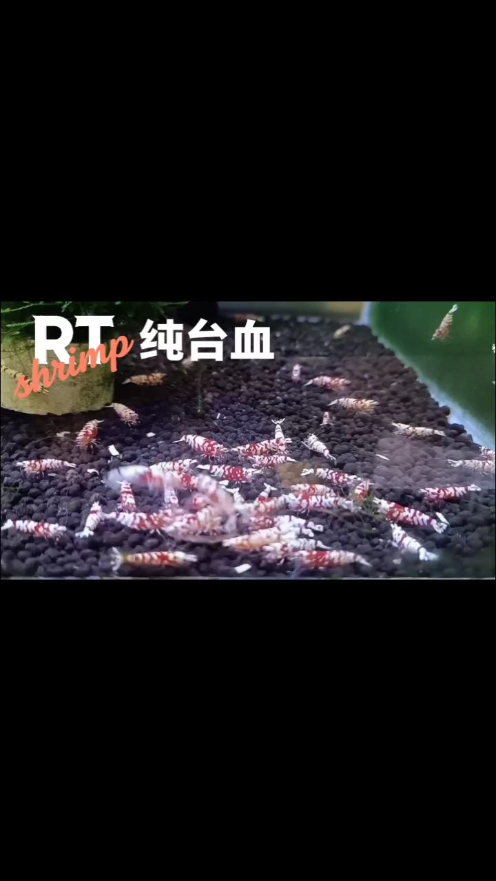 水晶蝦養(yǎng)殖，繁殖交流。（@rt蝦11月第3集養(yǎng)殖的紀(jì)錄）