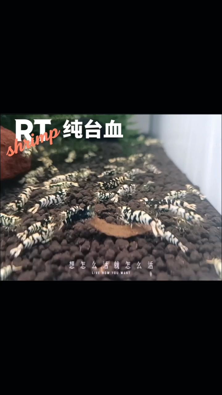 水晶蝦養(yǎng)殖，繁殖交流。（@rt蝦11月第2集養(yǎng)殖的紀(jì)錄）