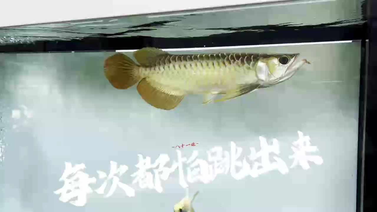 魚缸用增氧泵價格是多少:魚缸增氧機-xtrac增氧機-xtrac增氧機 值得培養(培養值得的特質) 龍魚論壇 值得培養(培養值得的特質) 值得培養(培養值得的特質) 龍魚論壇