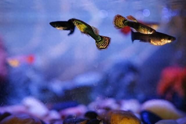 金龍魚在不同pH值下的表現（金龍魚在不同ph值下的表現與適應性） 金龍魚在不同pH值下的表現（金龍魚在不同ph值下的表現與適應性） 龍魚百科 第5張