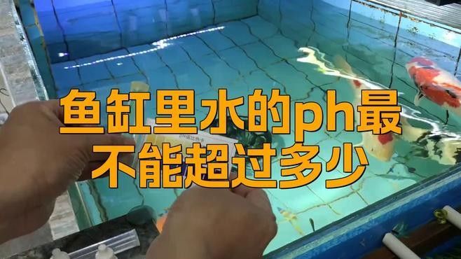 金龍魚在不同pH值下的表現（金龍魚在不同ph值下的表現與適應性） 金龍魚在不同pH值下的表現（金龍魚在不同ph值下的表現與適應性） 龍魚百科 第2張