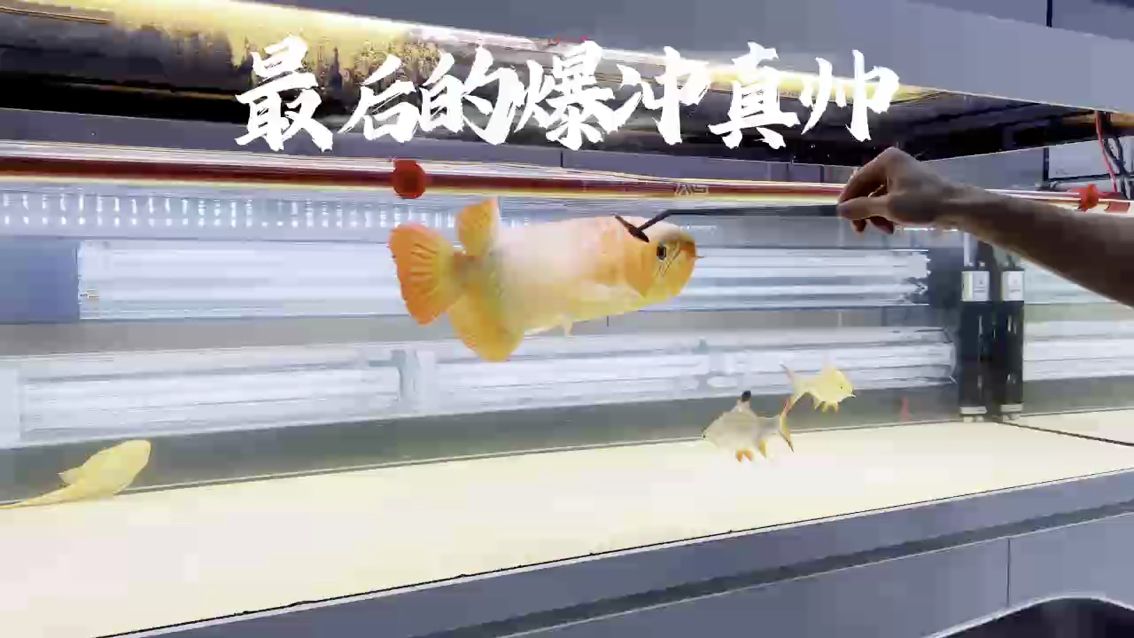 爆沖的龍魚(yú)真帥（爆沖的龍魚(yú)真帥，本文探討了龍魚(yú)在水族箱中的飼養(yǎng)技巧）