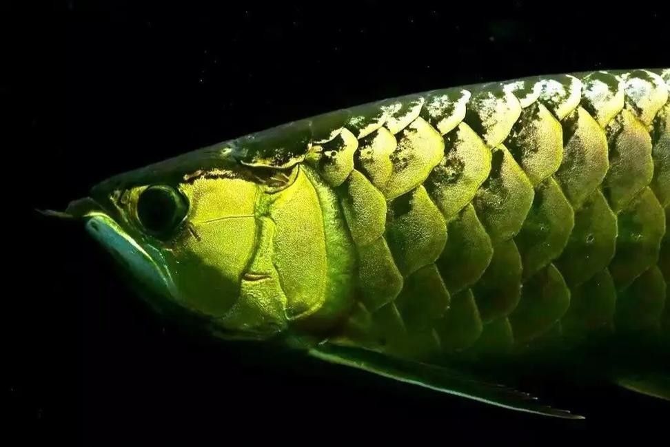 古典龍魚有哪些獨特的品相特征(古典龍魚的品相特征) 龍魚百科 第6張 古典龍魚有哪些獨特的品相特征(古典龍魚的品相特征) 古典龍魚有哪些獨特的品相特征(古典龍魚的品相特征) 龍魚百科 第6張