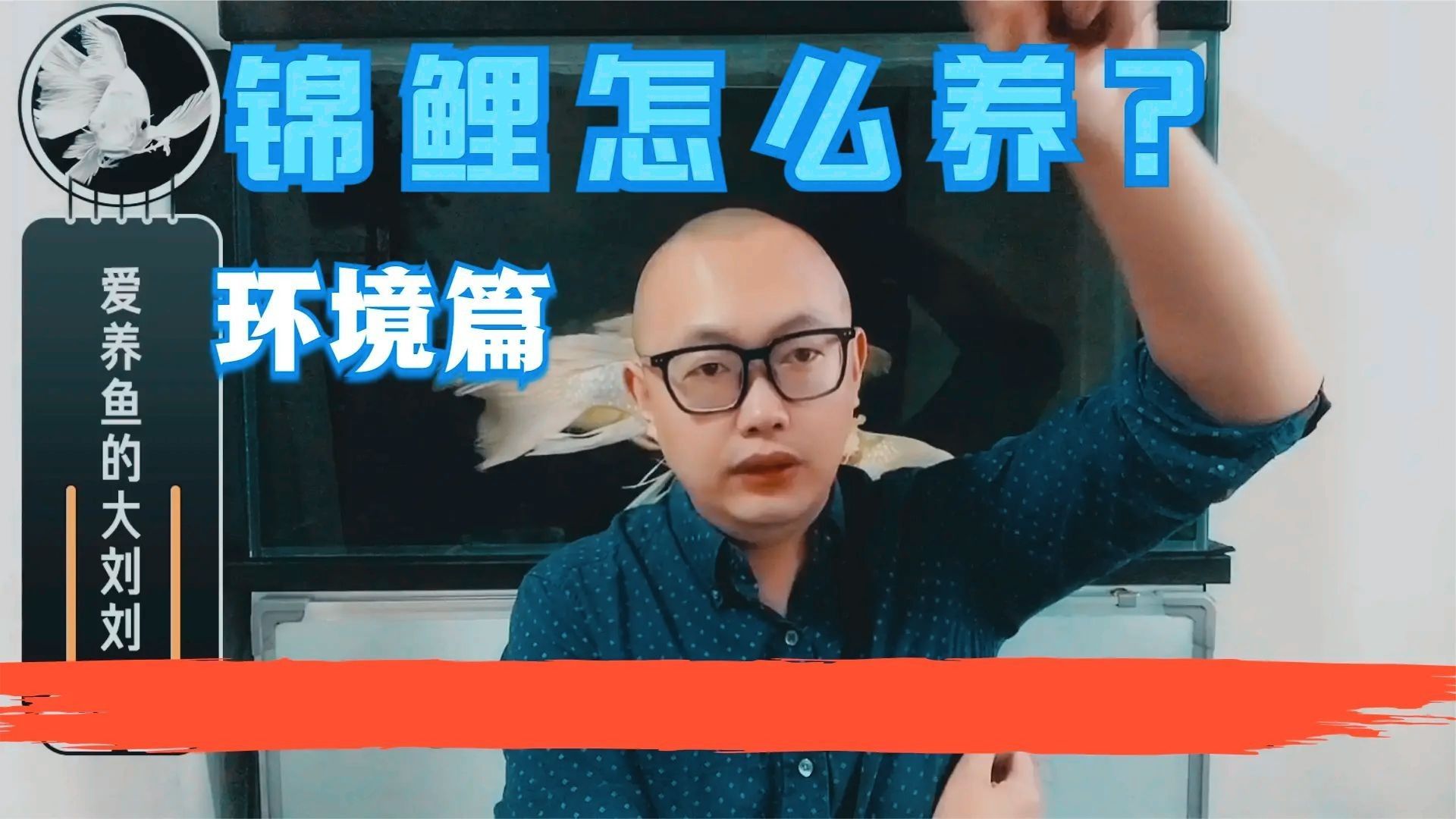 六角龍魚和錦鯉能混養嗎？（六角龍魚和錦鯉能否混養？）