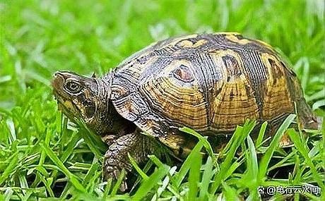 龍龜多久換一次水（烏龜多久換一次水比較好，龍龜多久換一次水比較好）