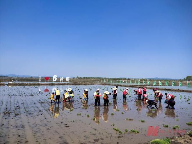 金龍魚糧食出口政策有哪些？（金龍魚的糧食出口政策）