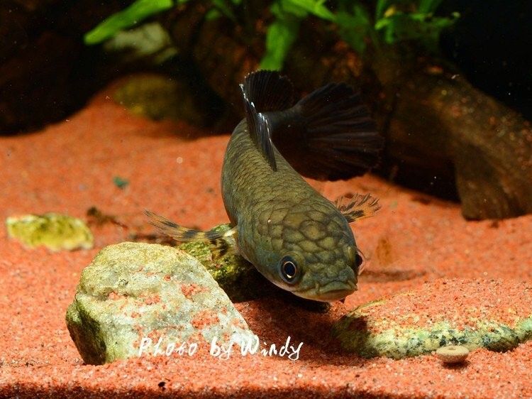 如何判斷幻彩紅寶石雷龍魚的年齡（幻彩紅寶石雷龍魚）