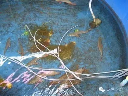如何設置虎紋恐龍魚和龍魚的洞穴？（虎紋恐龍魚和龍魚混養的注意事項）