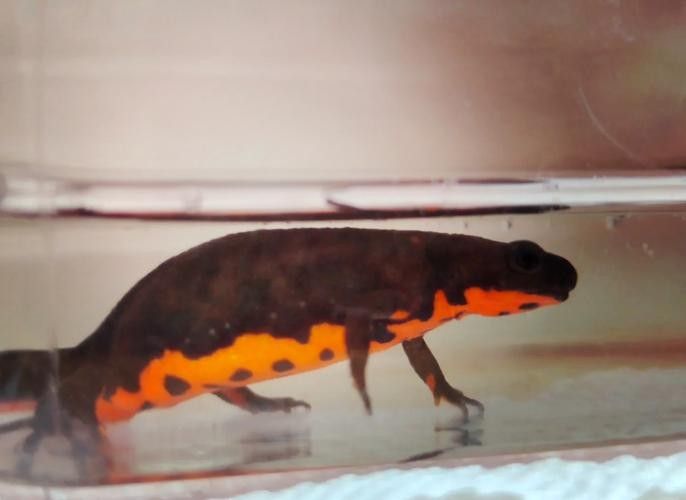 火龍魚的市場價格是多少（火龍魚的價格受多種因素影響） 火龍魚的市場價格是多少（火龍魚的價格受多種因素影響） 龍魚百科 第4張