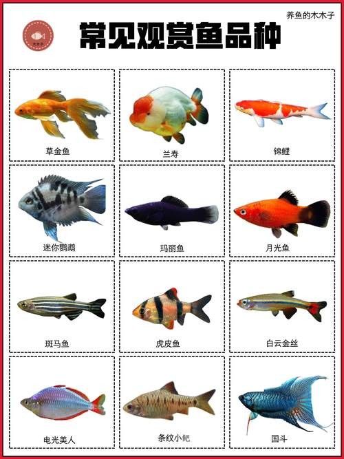 火龍魚的市場價格是多少（火龍魚的價格受多種因素影響） 火龍魚的市場價格是多少（火龍魚的價格受多種因素影響） 龍魚百科 第13張