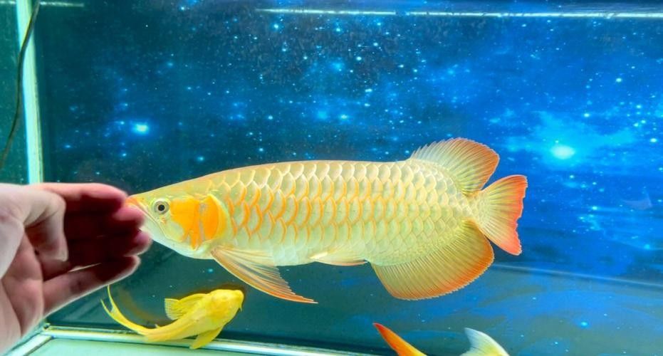 哪里可以找到更多高清紅龍魚圖片（如何找到高清紅龍魚圖片）