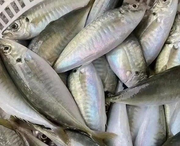 如何挑選新鮮的巴浪魚？（如何挑選一只新鮮的巴浪魚）