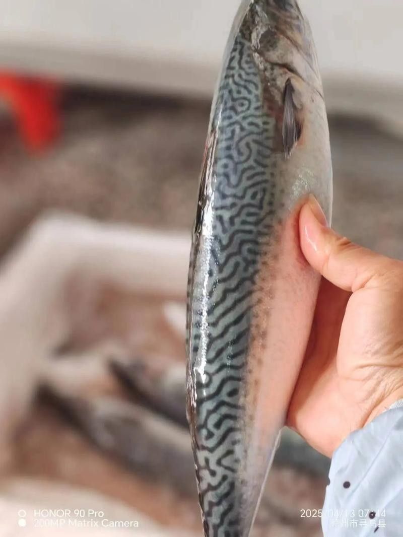 如何挑選新鮮的巴浪魚？（如何挑選一只新鮮的巴浪魚）